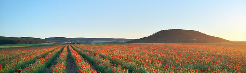 Jabón de Semillas de Amapola