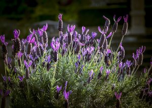 lavanda